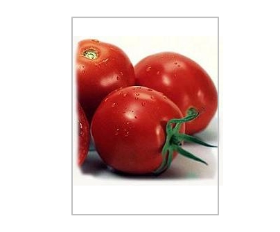 روشهای کشت گوجه فرنگی در گلخانه 1 روشهای کشت گوجه فرنگی در گلخانه 1