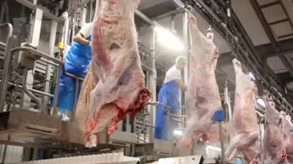 فیلم آموزش تولید گوشت دام 1