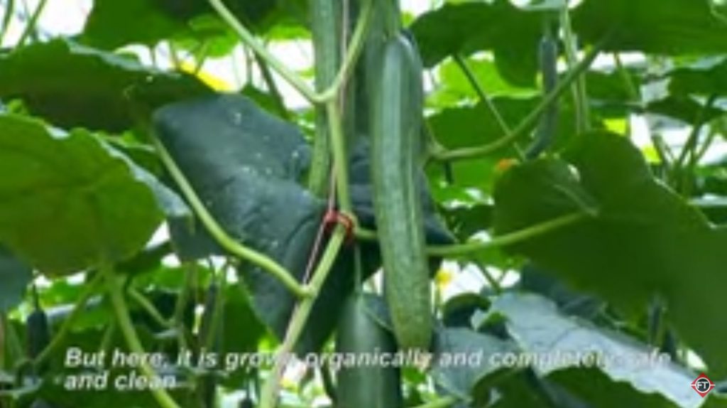 فیلم آموزش تولید خیار گلخانه ای 1