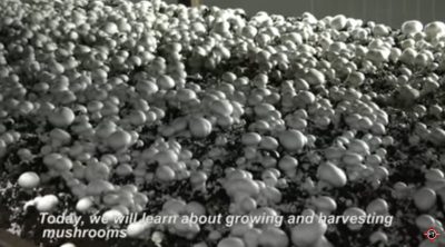 فیلم آموزش تولید قارچ خوراکی 2