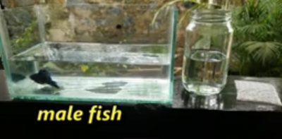 فیلم آموزش تولید ماهی فایتر (2)