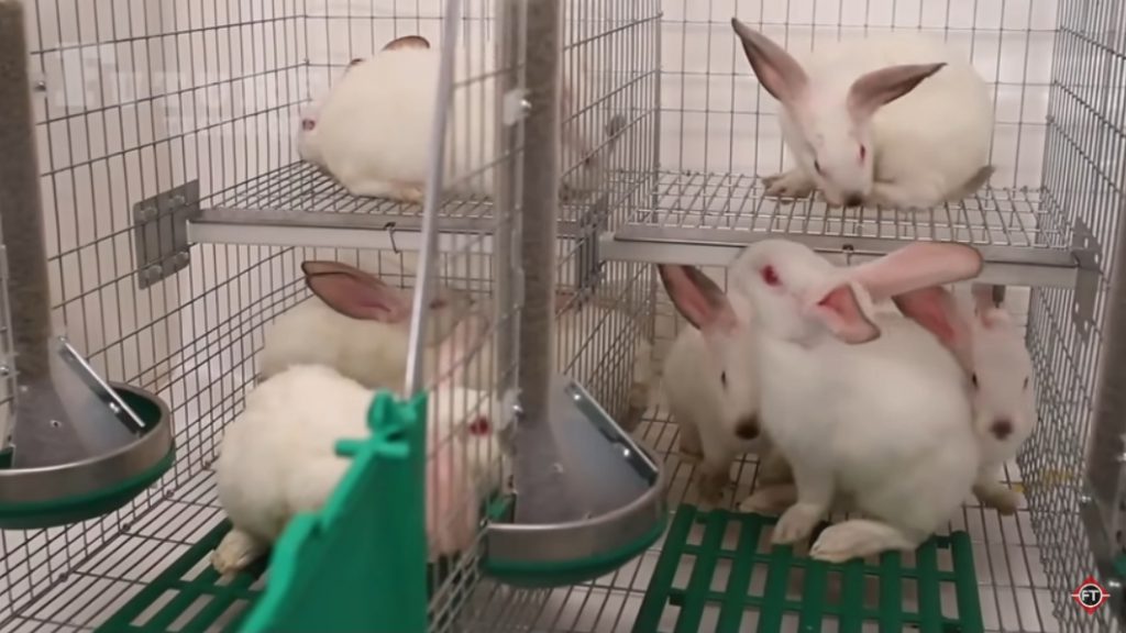 فیلم آموزش تولید خرگوش 1