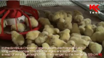 فیلم آموزش تولید مرغ و فرآورده های مربوطه 2