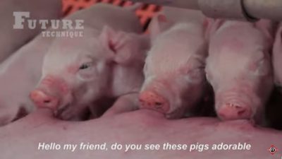 فیلم آموزش تولید خوک