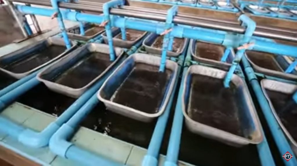 فیلم آموزش تولید ماهی تیلاپیا 2 1