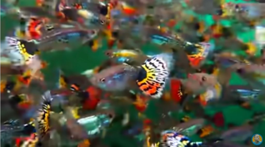 فیلم آموزش تولید ماهی های آکواریومی 1