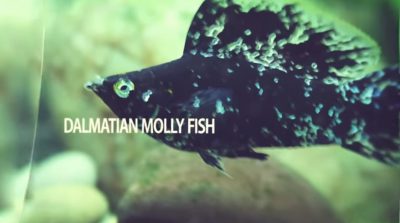 فیلم آموزش تولید ماهی مولی
