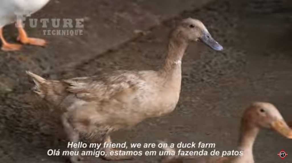 فیلم آموزش تولید اردک 1