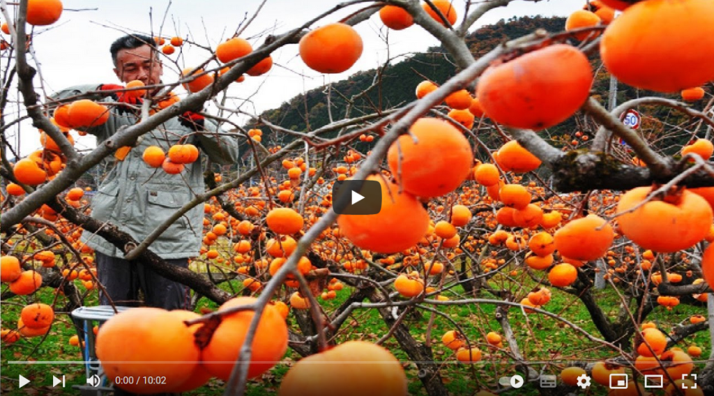 فیلم آموزش تولید خرمالو 1 فیلم آموزش تولید خرمالو 1