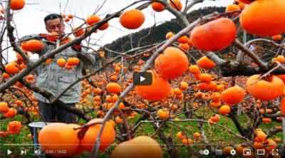 فیلم آموزش تولید خرمالو