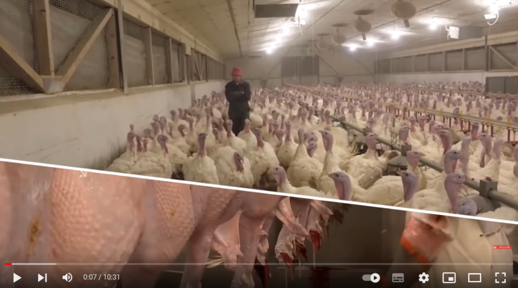 فیلم آموزش تولید بوقلمون 1 فیلم آموزش تولید بوقلمون 1