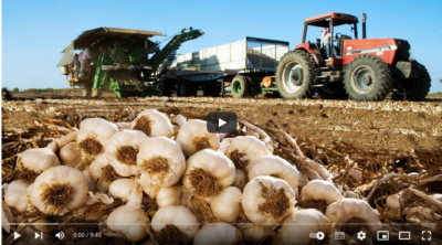 فیلم آموزش تولید سیر