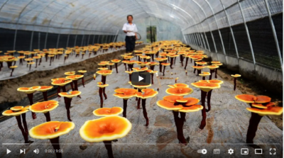 فیلم آموزش تولید قارچ ریشی