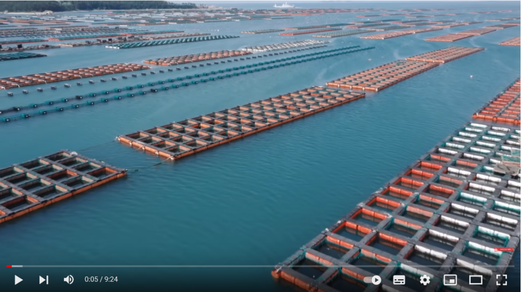 فیلم آموزش تولید آبالون دریایی 1 فیلم آموزش تولید آبالون دریایی 1