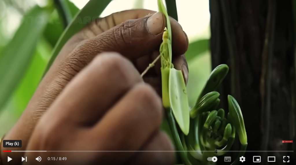 فیلم آموزش تولید وانیل 1