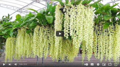 فیلم آموزش تولید گل ارکیده