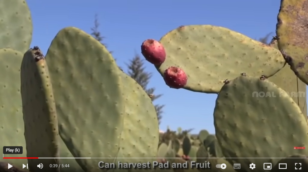 فیلم آموزش تولید میوه کاکتوس 1