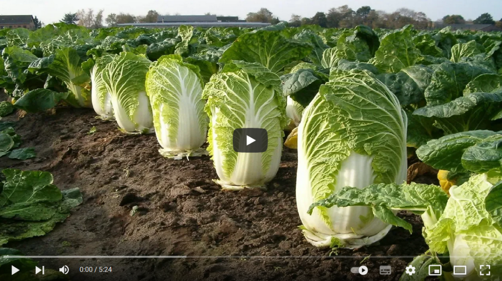 فیلم آموزش تولید کاهو 1 فیلم آموزش تولید کاهو 1