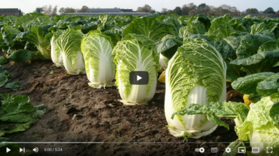 فیلم آموزش تولید کاهو