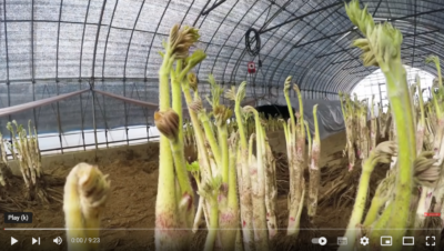 فیلم آموزش تولید مارچوبه