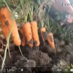 فیلم آموزش تولید هویج