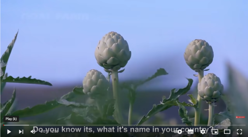 فیلم آموزش تولید کنگر 1 فیلم آموزش تولید کنگر 1