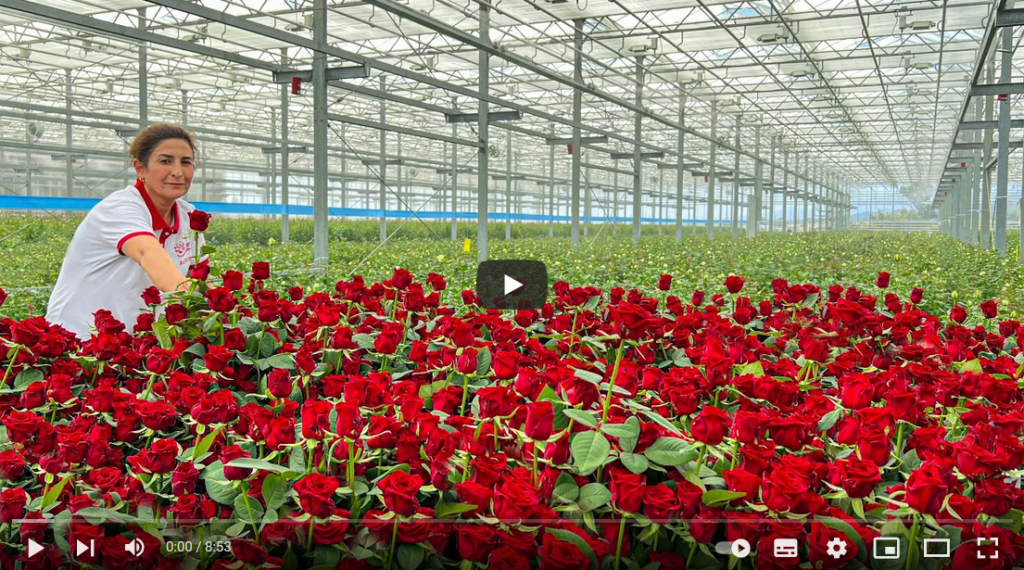 تولید و پرورش گل در گلخانه 1 تولید و پرورش گل در گلخانه 1