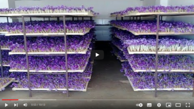 فیلم آموزش تولید زعفران در گلخانه