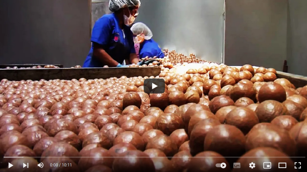 فیلم آموزش تولید آجیل ماکادمیا 1 فیلم آموزش تولید آجیل ماکادمیا 1