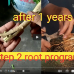 فیلم آموزش تولید گیاه بونسای 2