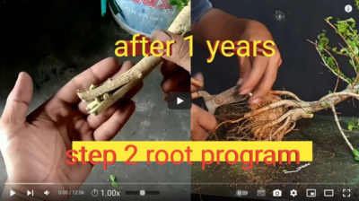 فیلم آموزش تولید گیاه بونسای 2 2